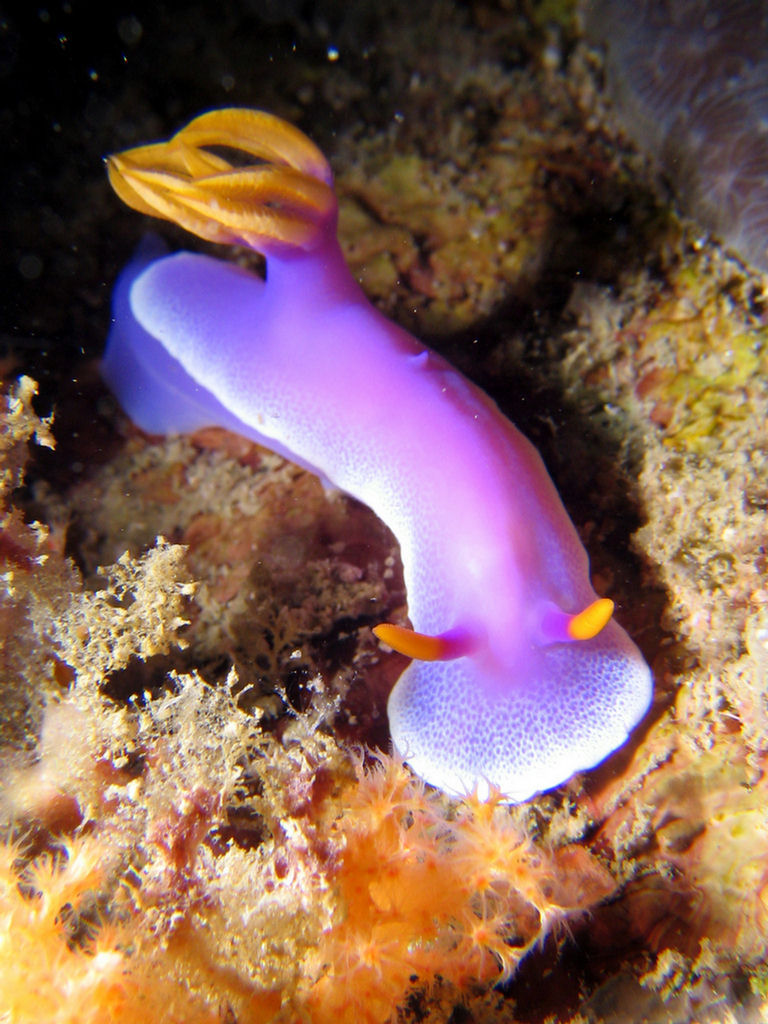 Hypselodoris apolegma